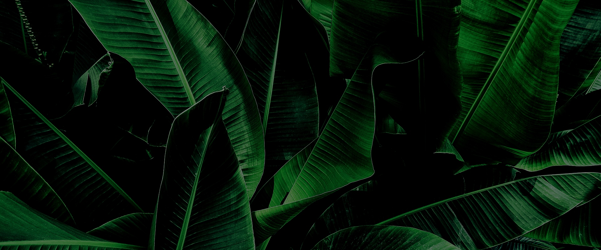 slider-image1